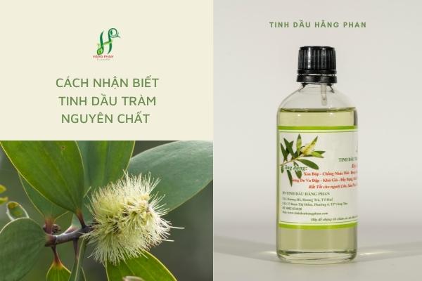 Cach-nhan-biet-tinh-dau-tram-nguyen-chat (600 × 400 px) Tinh dầu Hằng Phan sẽ chỉ ra những đặc điểm giúp bạn có cách nhận biết tinh dầu Tràm nguyên chất