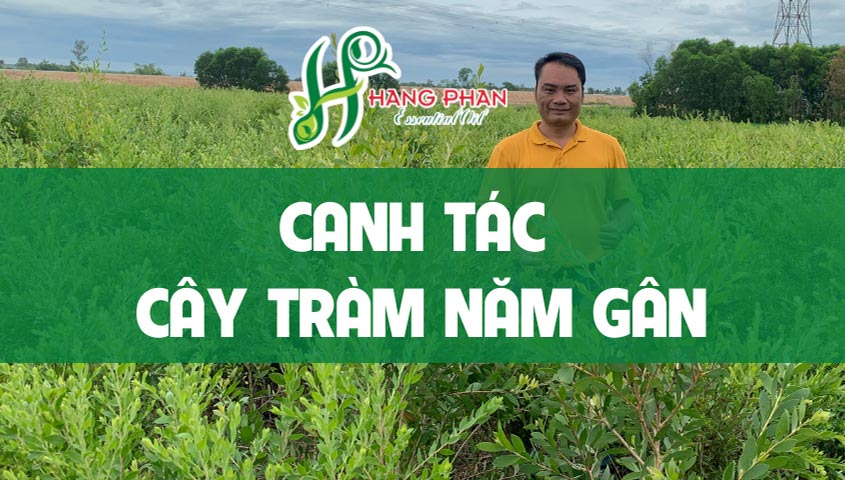 Hằng Phan canh tác tràm năm gân