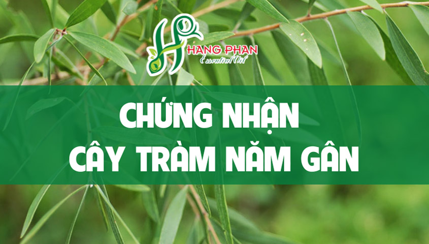 Chứng nhận Tràm năm gân