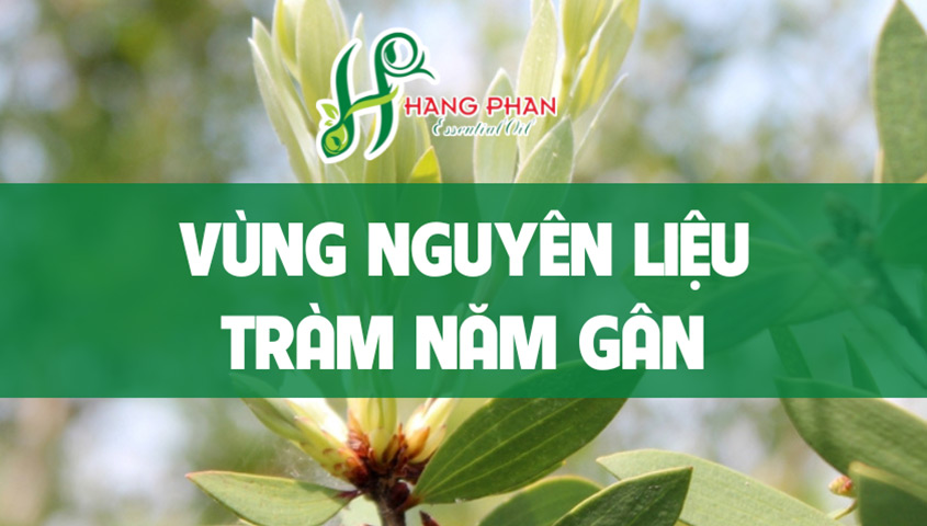 gia-tri-tram-nam-gan-cao Vùng nguyên liệu Tràm 5 gân