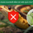tinh dầu sả