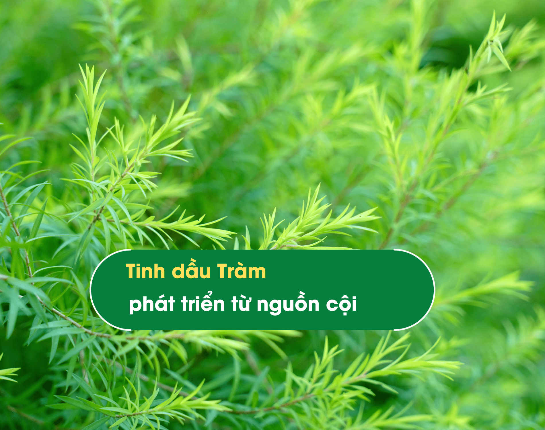 tinh-dau-tram-phat-trien-tu-nguon-coi-min tinh-dau-tram-phat-trien-tu-nguon-coi