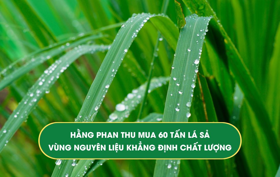 Tinh dầu Hằng Phan thu mua 60 tấn lá sả - vùng nguyên liệu khẳng định chất lượng