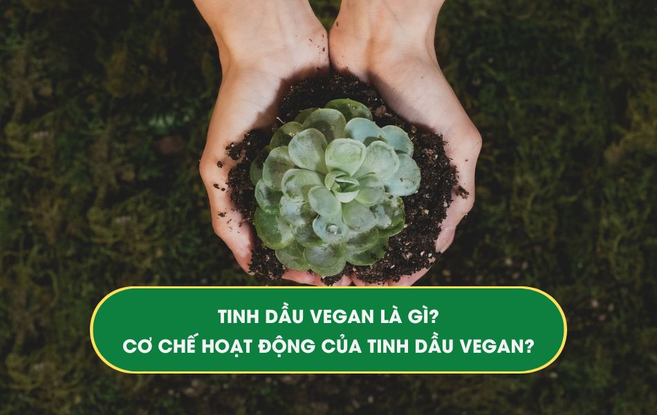 co-che-hoat-dong-cua-tinh-dau-vegan Cơ chế hoạt động của tinh dầu Vegan Hằng Phan