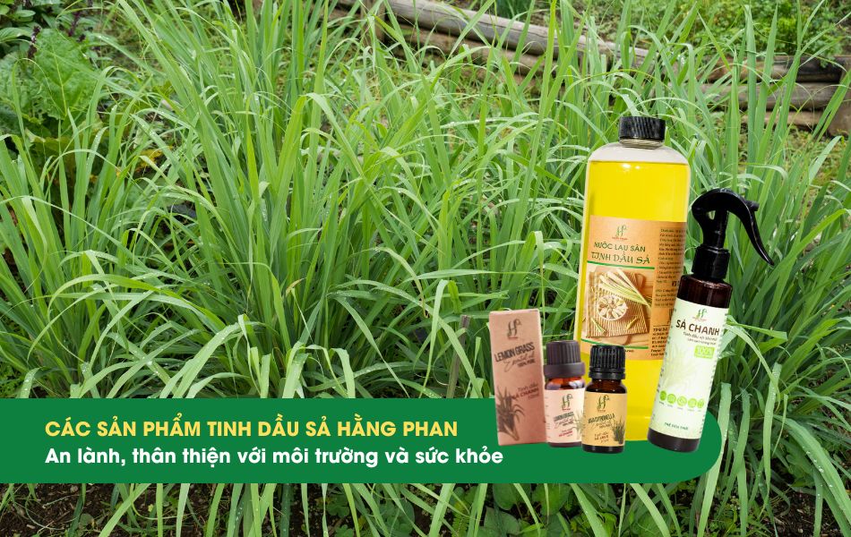 Các sản phẩm từ tinh dầu Sả của Tinh dầu Hằng Phan