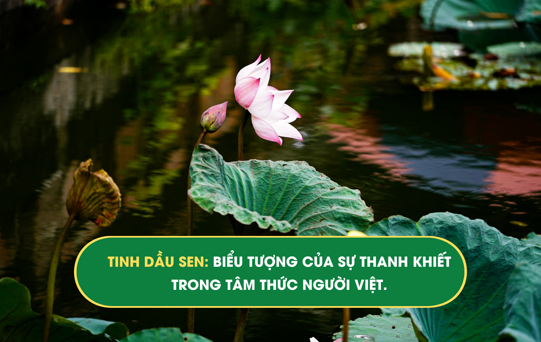 tinh dầu Sen